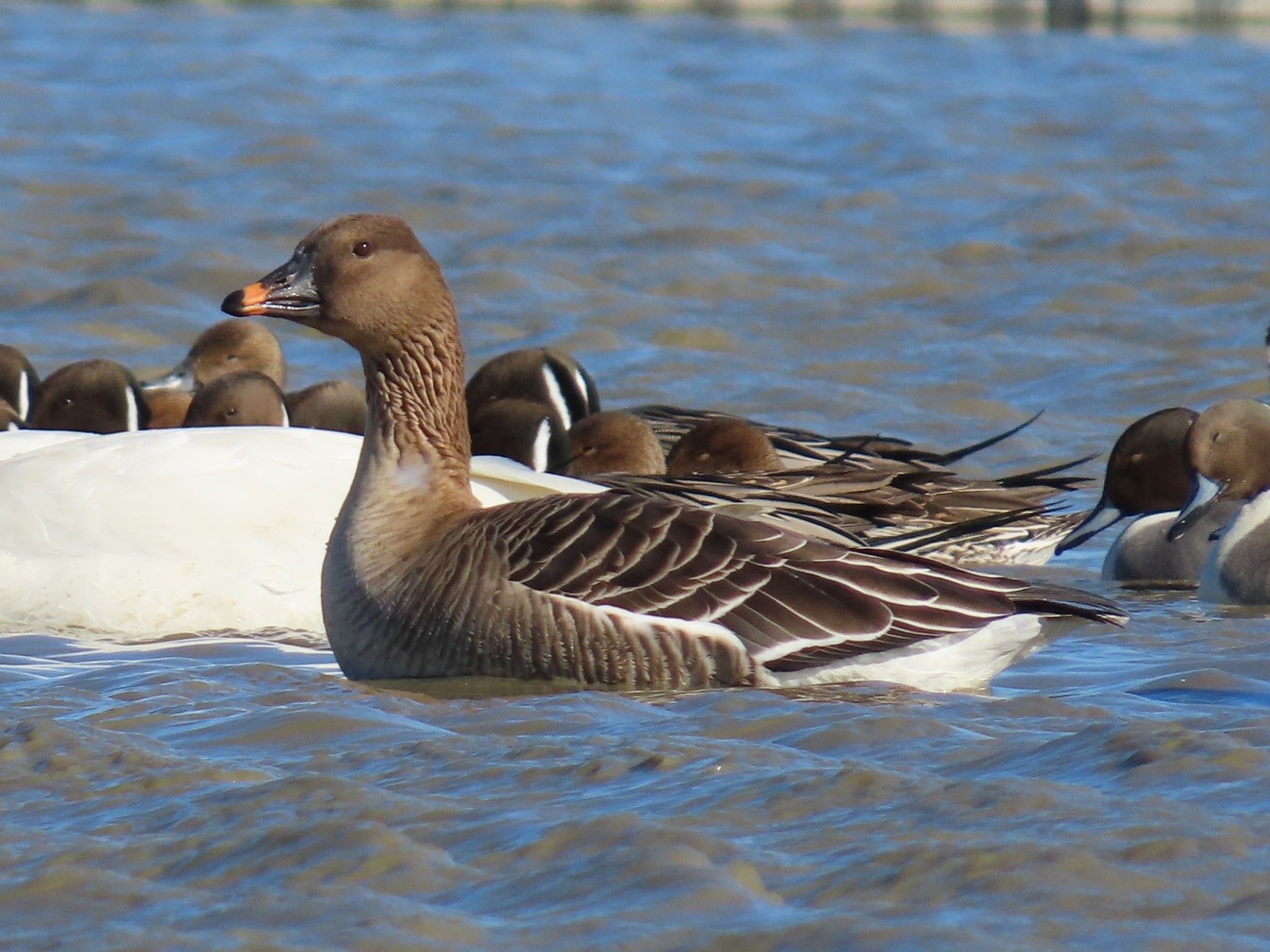 Photo of Tundra Bean Goose at 本埜村白鳥の郷 by ぽぽぽ