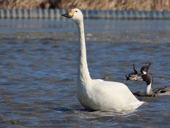 2021年1月30日(土) 本埜村白鳥の郷の野鳥観察記録