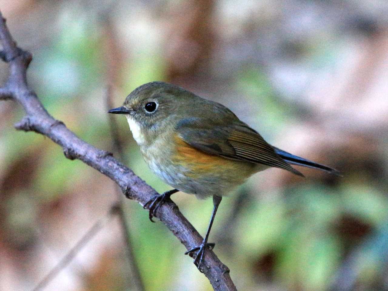 Red-flanked Bluetail