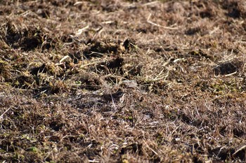 カシラダカ 守谷野鳥のみち 2021年1月30日(土)