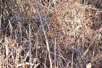 アオジ 守谷野鳥のみち 2021年1月30日(土)