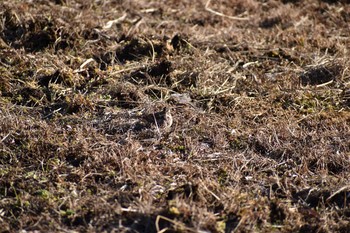 カシラダカ 守谷野鳥のみち 2021年1月30日(土)