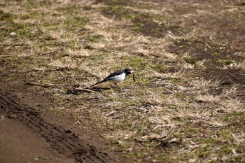 セグロセキレイ 守谷野鳥のみち 2021年1月30日(土)