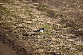 セグロセキレイ 守谷野鳥のみち 2021年1月30日(土)