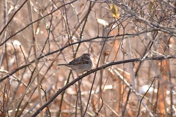 スズメ 守谷野鳥のみち 2021年1月16日(土)