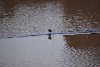 ハクセキレイ 守谷野鳥のみち 2021年1月24日(日)