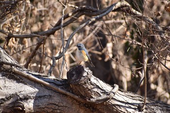 ルリビタキ 守谷野鳥のみち 2021年1月31日(日)