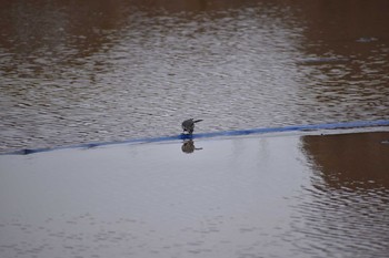 ハクセキレイ 守谷野鳥のみち 2021年1月24日(日)