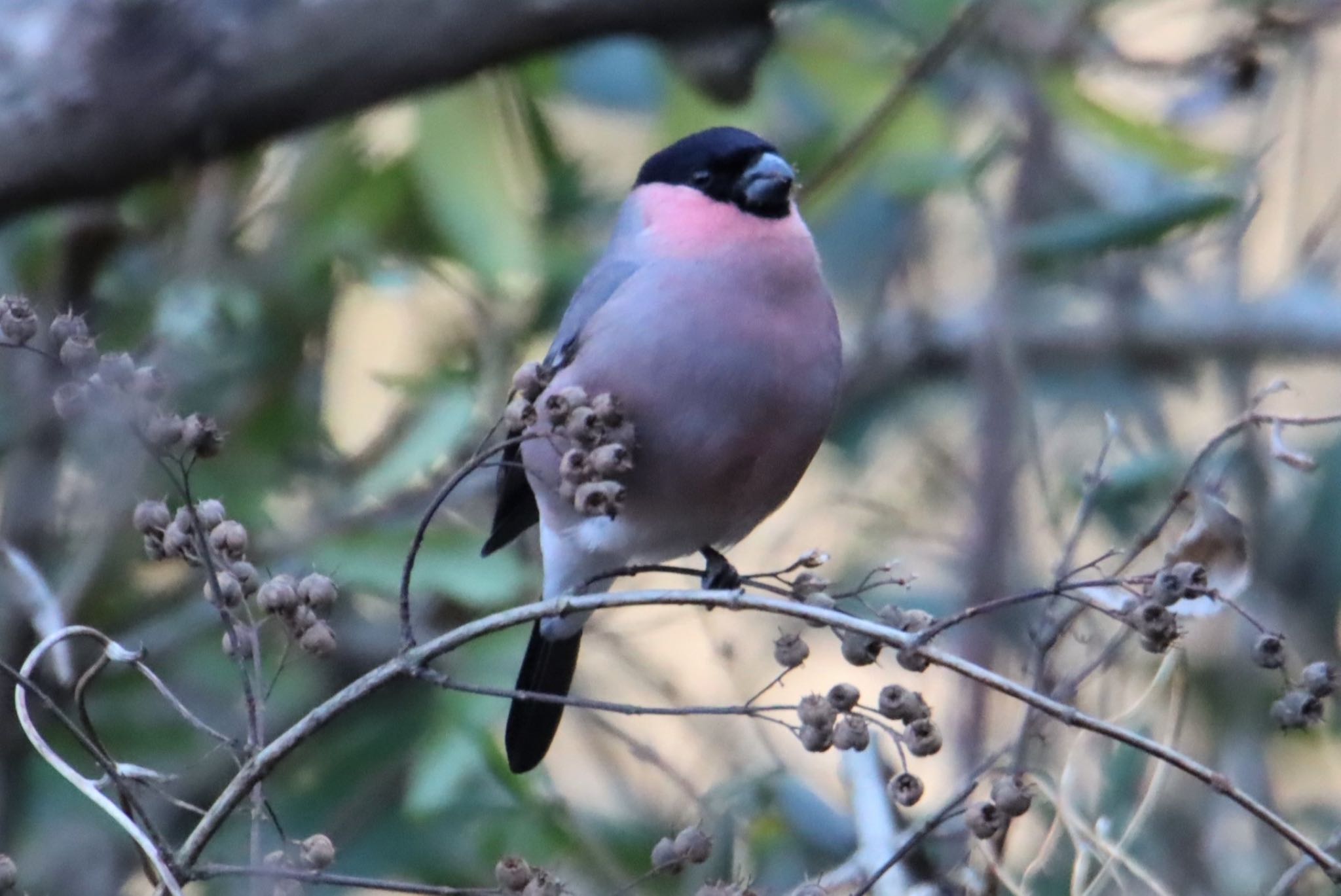 Photo of Eurasian Bullfinch(rosacea) at 横浜自然観察の森 by ぽぽぽ