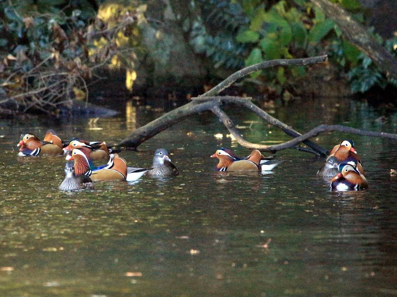 Mandarin Duck