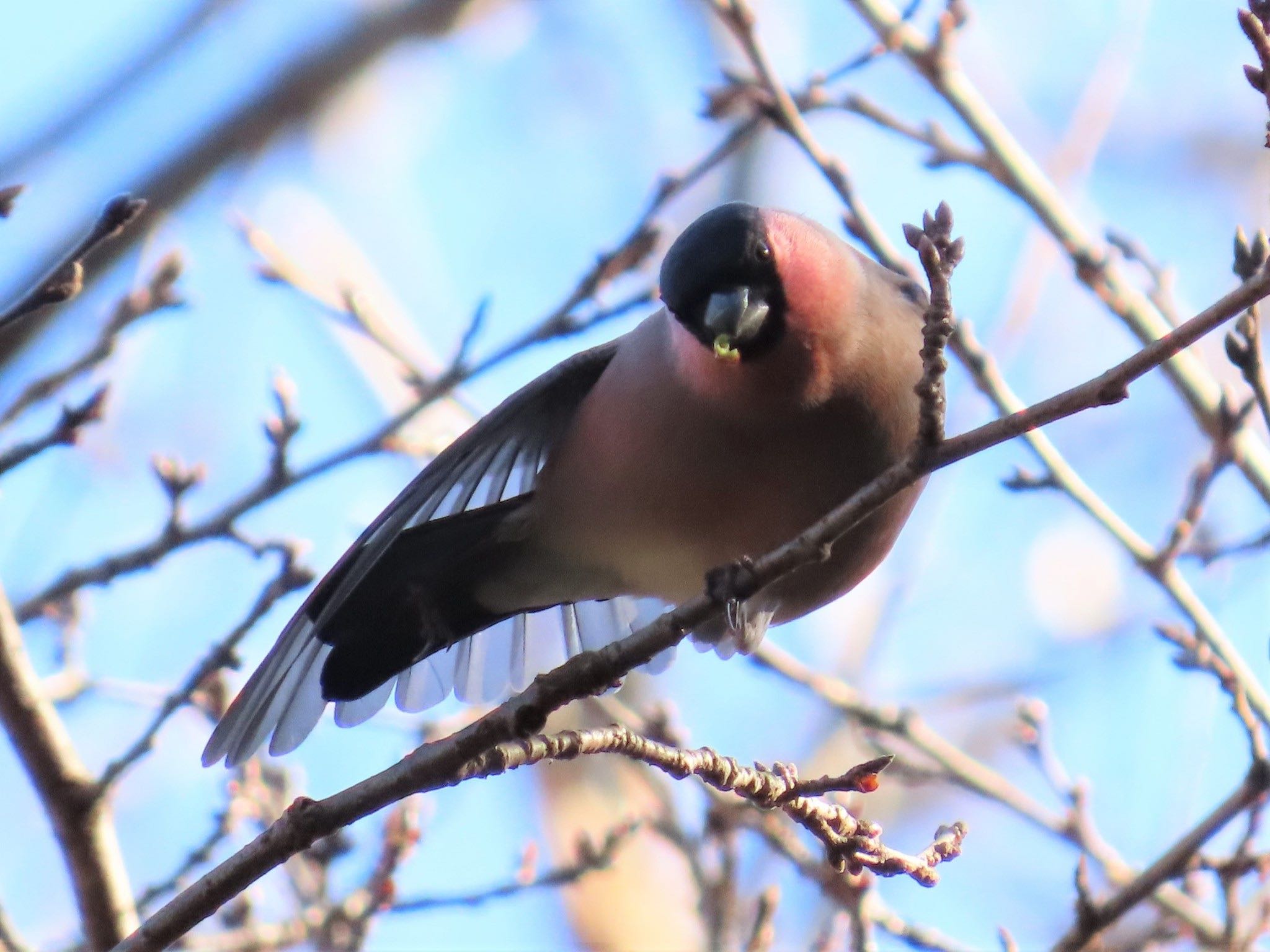 Photo of Eurasian Bullfinch(rosacea) at 横浜自然観察の森 by ぽぽぽ