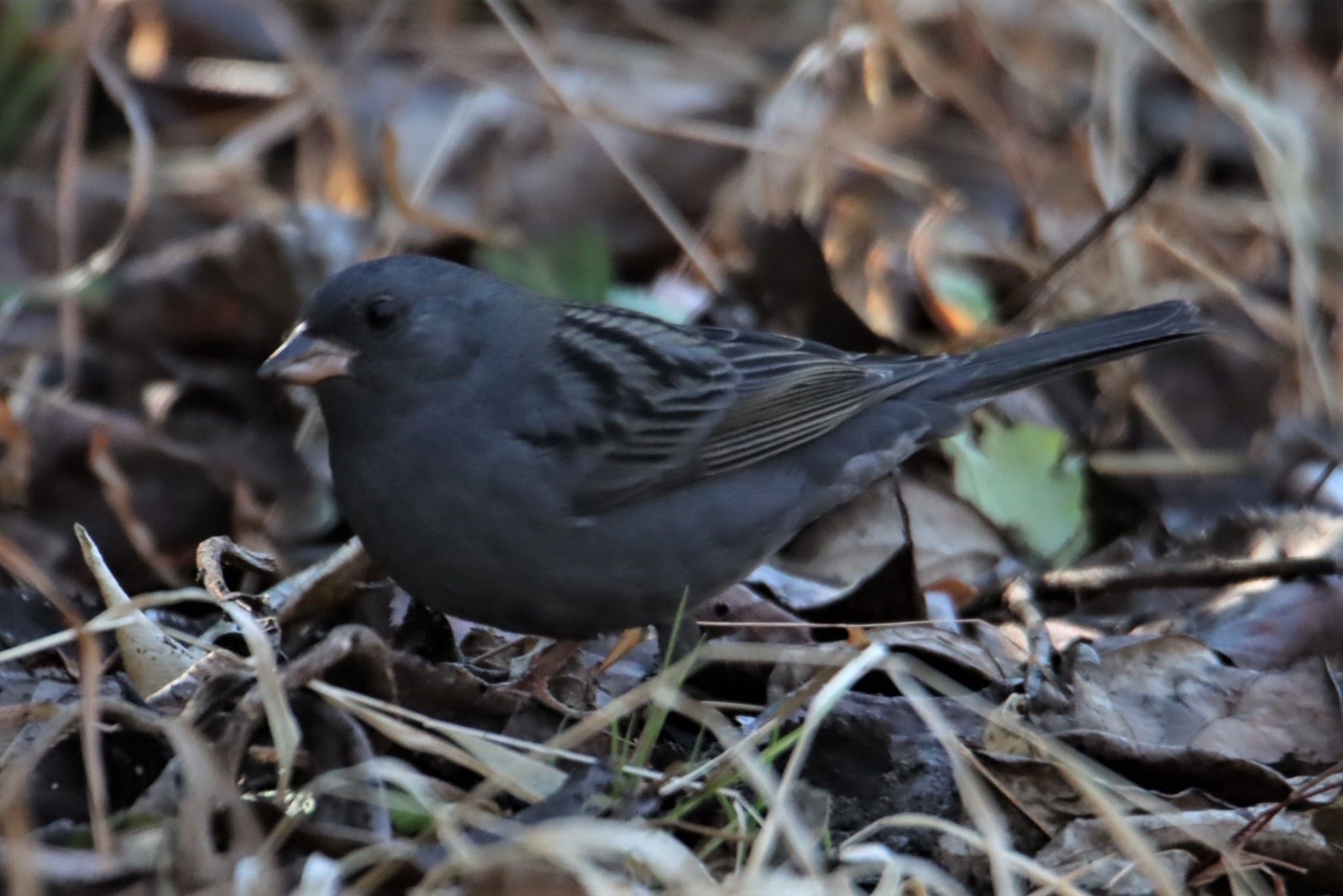 Photo of Grey Bunting at 横浜自然観察の森 by ぽぽぽ