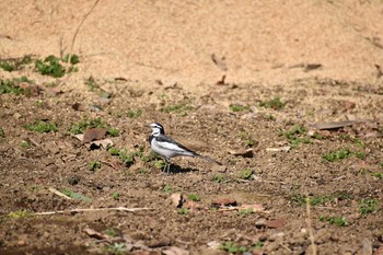 ハクセキレイ 守谷野鳥のみち 2021年1月31日(日)