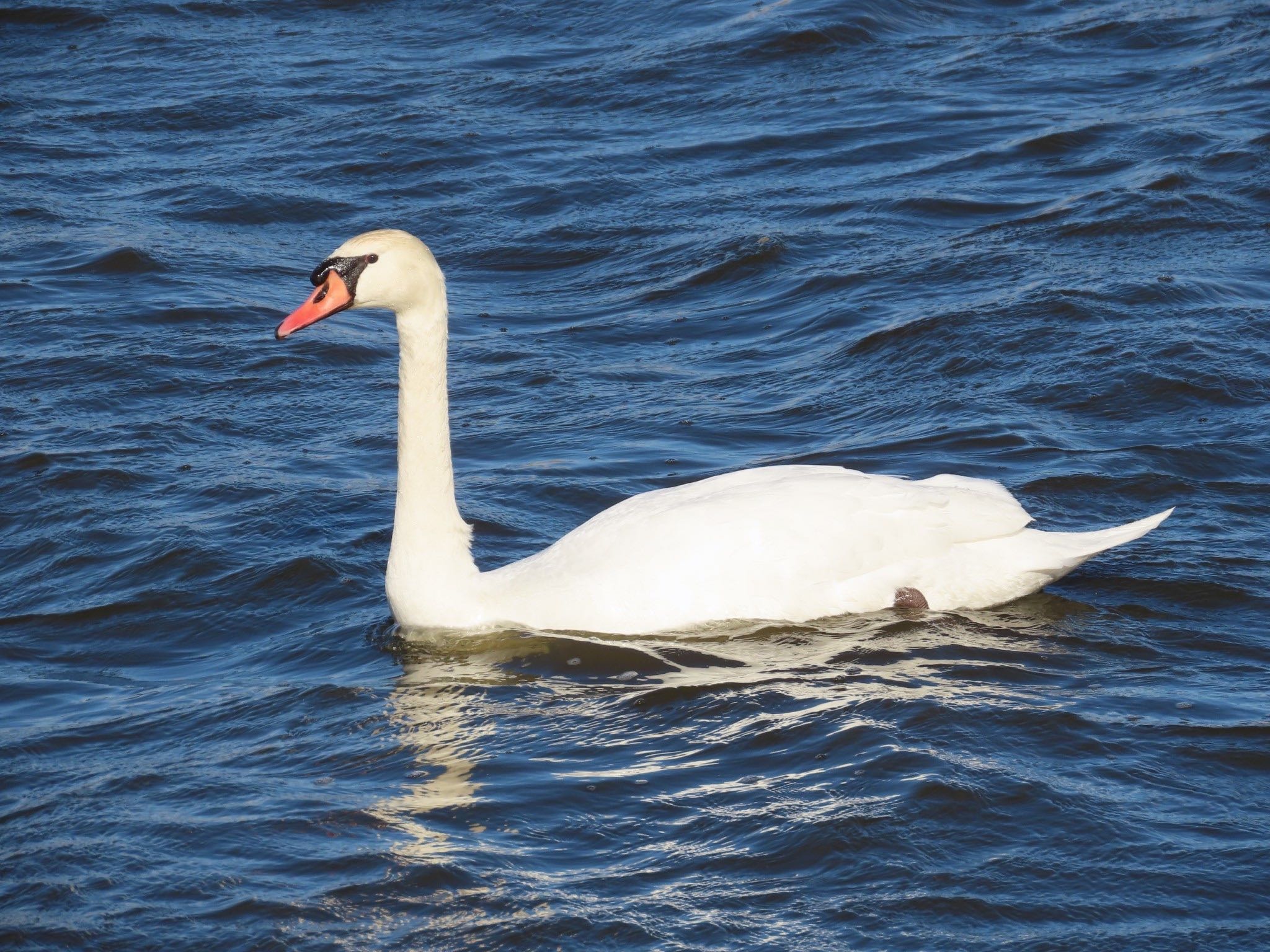 Mute Swan