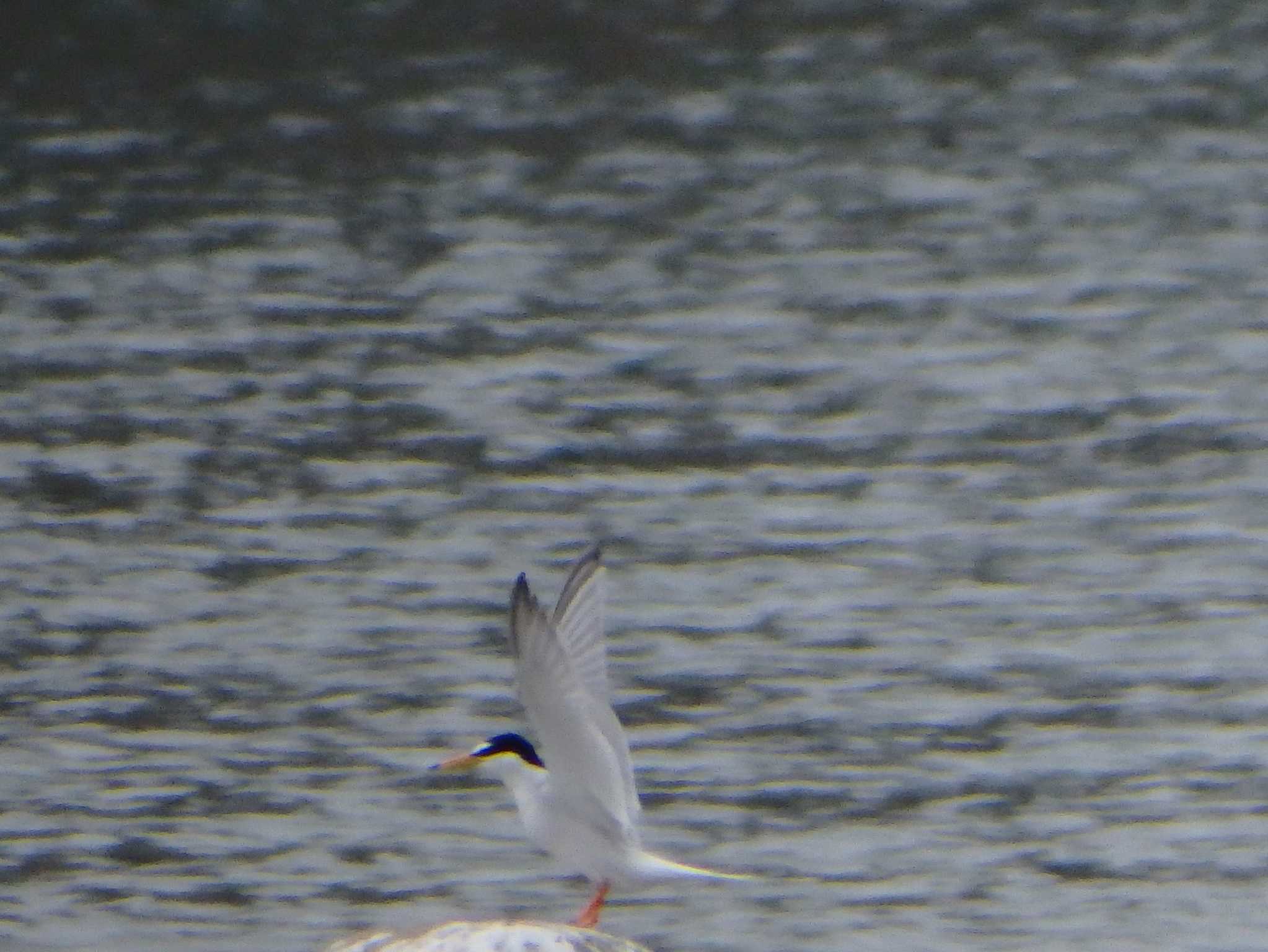 Photo of Little Tern at  by Toyohiko  Ooka