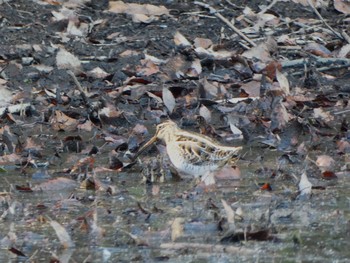 Common Snipe Yatsu-higata Sun, 1/31/2021