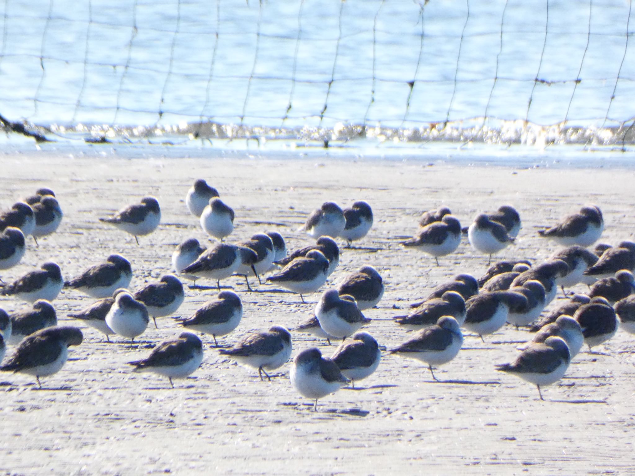 Common Sandpiper