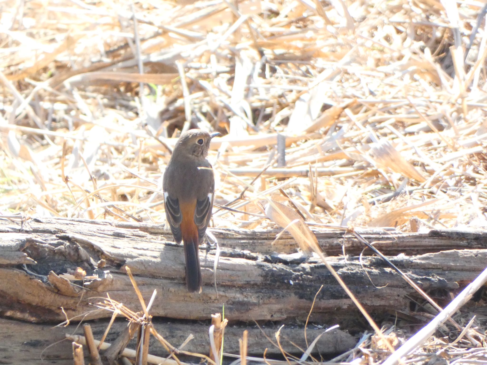 Photo of Daurian Redstart at Sambanze Tideland by shu118