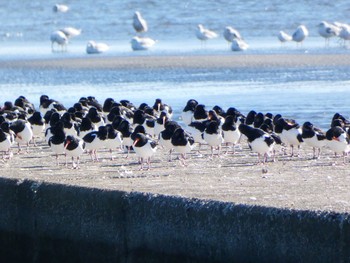 Eurasian Oystercatcher Sambanze Tideland Sun, 1/31/2021