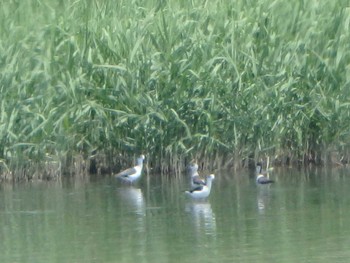 Black-winged Stilt Unknown Spots Sun, 5/1/2016