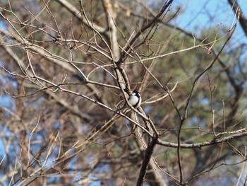 シジュウカラ 井頭公園 2021年1月31日(日)