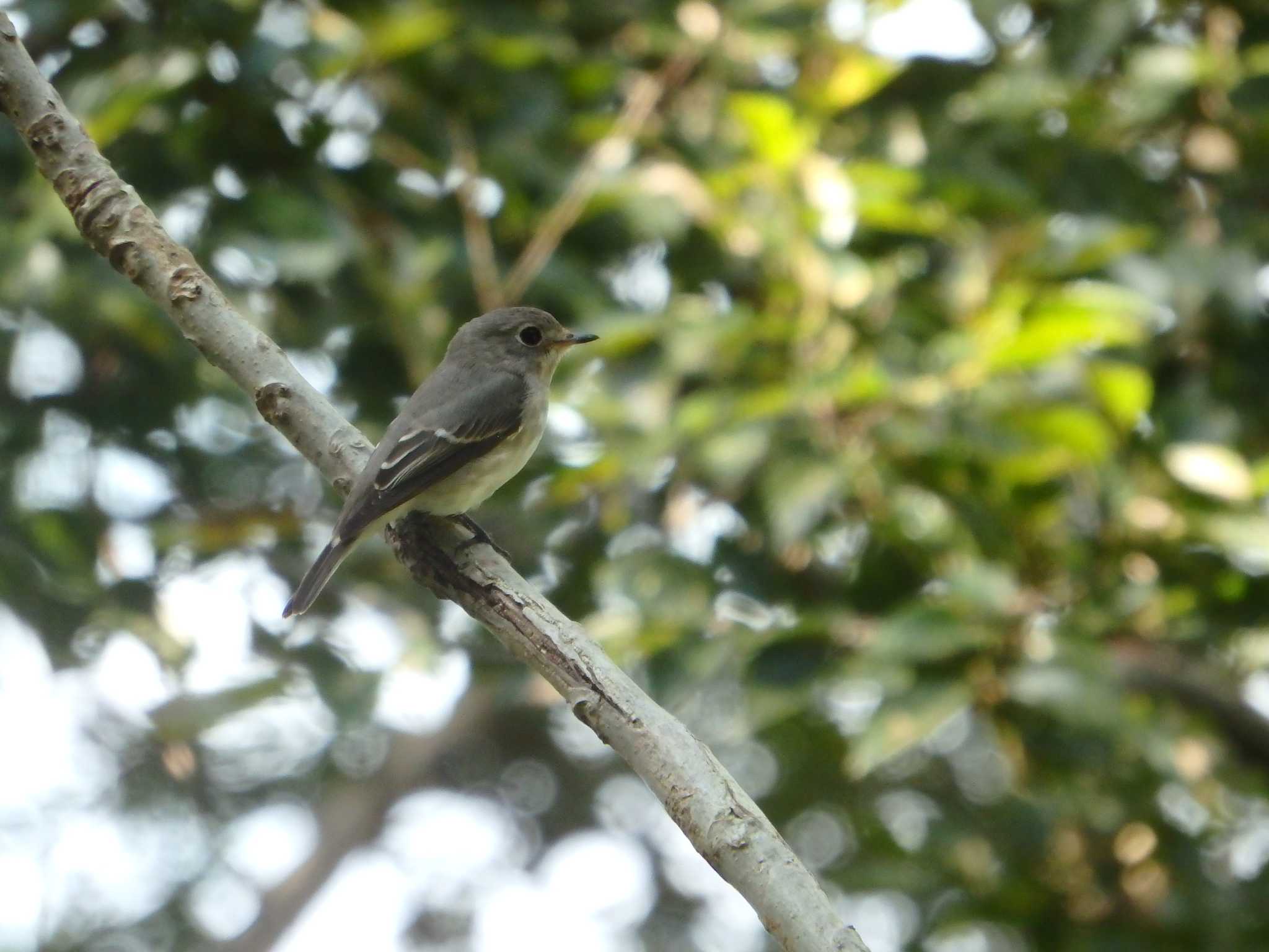 Photo of Dark-sided Flycatcher at  by Toyohiko  Ooka