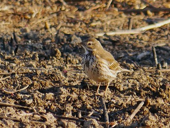 Water Pipit Akigase Park Sun, 1/31/2021