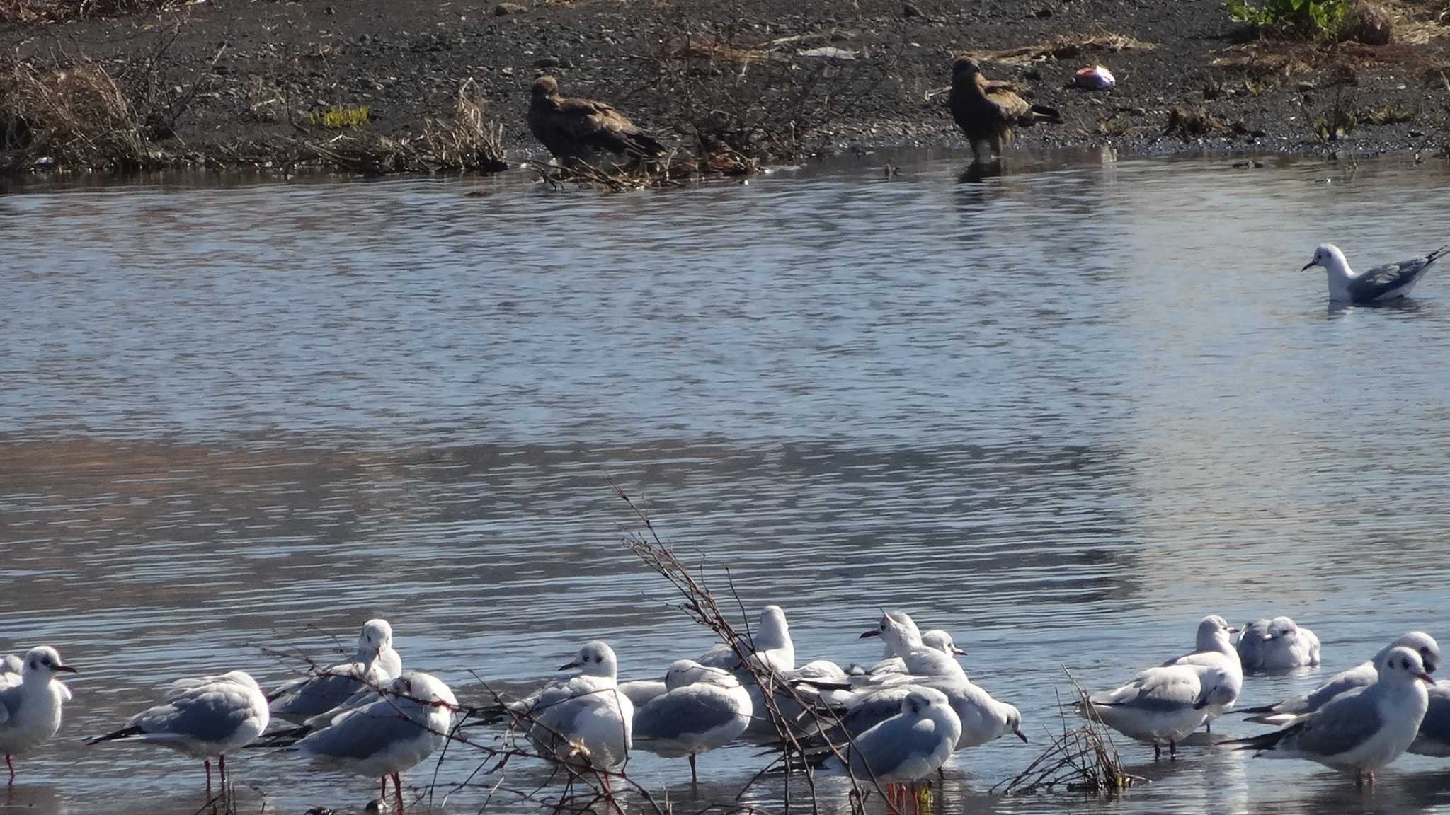 Photo of Common Gull at 狩野川河口 by Yosshie(よっしー）