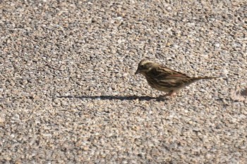 Masked Bunting Arima Fuji Park Sun, 1/31/2021