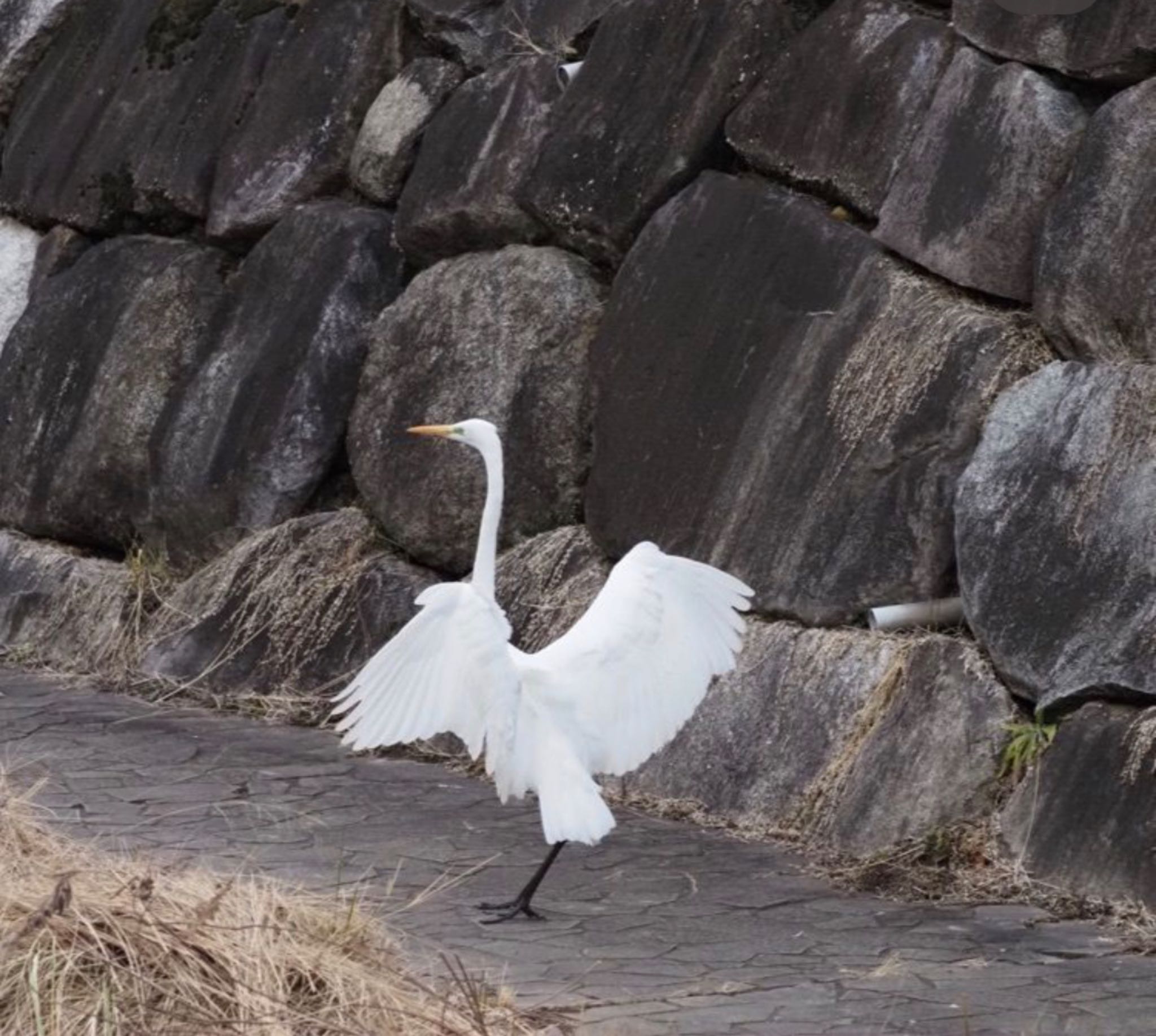 五行川 ダイサギの写真 by Sho Hanekocyu