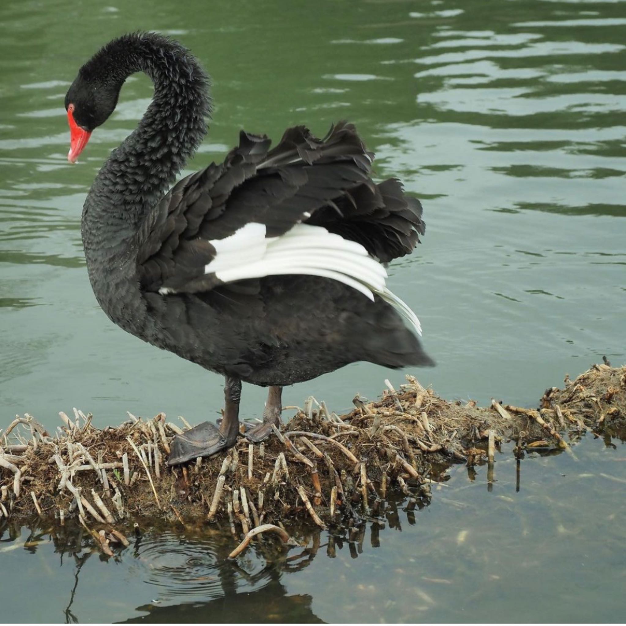 Photo of Black Swan at 上野沼 by Sho Hanekocyu