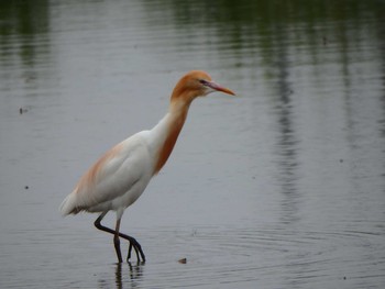 Eastern Cattle Egret Unknown Spots Wed, 4/27/2016