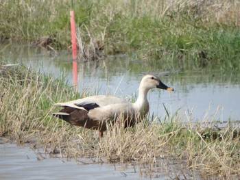 Eastern Spot-billed Duck Unknown Spots Sat, 5/14/2016