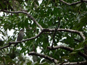 Grey-streaked Flycatcher Unknown Spots Mon, 9/19/2016