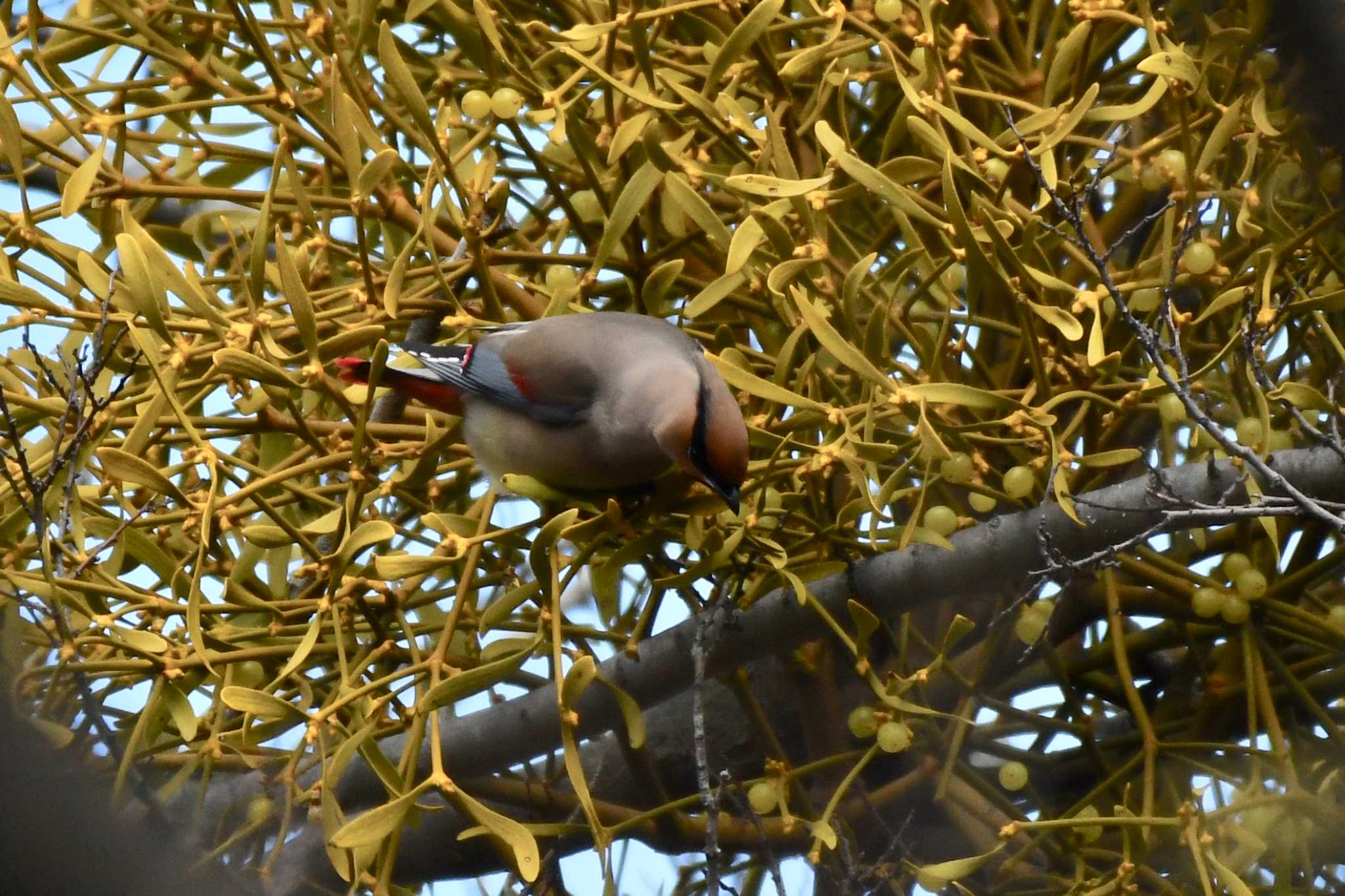 Japanese Waxwing