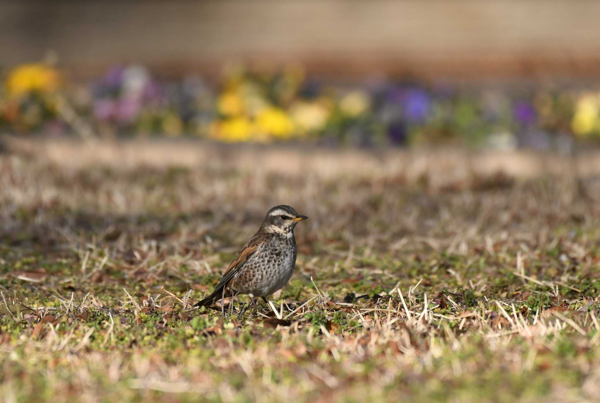 Dusky Thrush