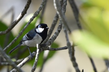 Japanese Tit(okinawae) 豊見城市 Sun, 1/31/2021