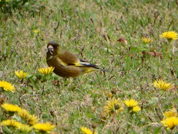 カワラヒワ 場所が不明 2016年4月18日(月)