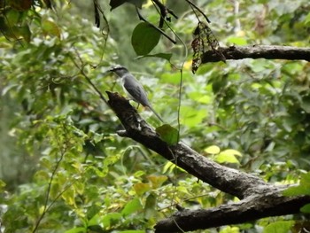 Ashy Minivet Unknown Spots Mon, 9/19/2016