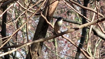 ルリビタキ 多磨霊園 2021年1月16日(土)