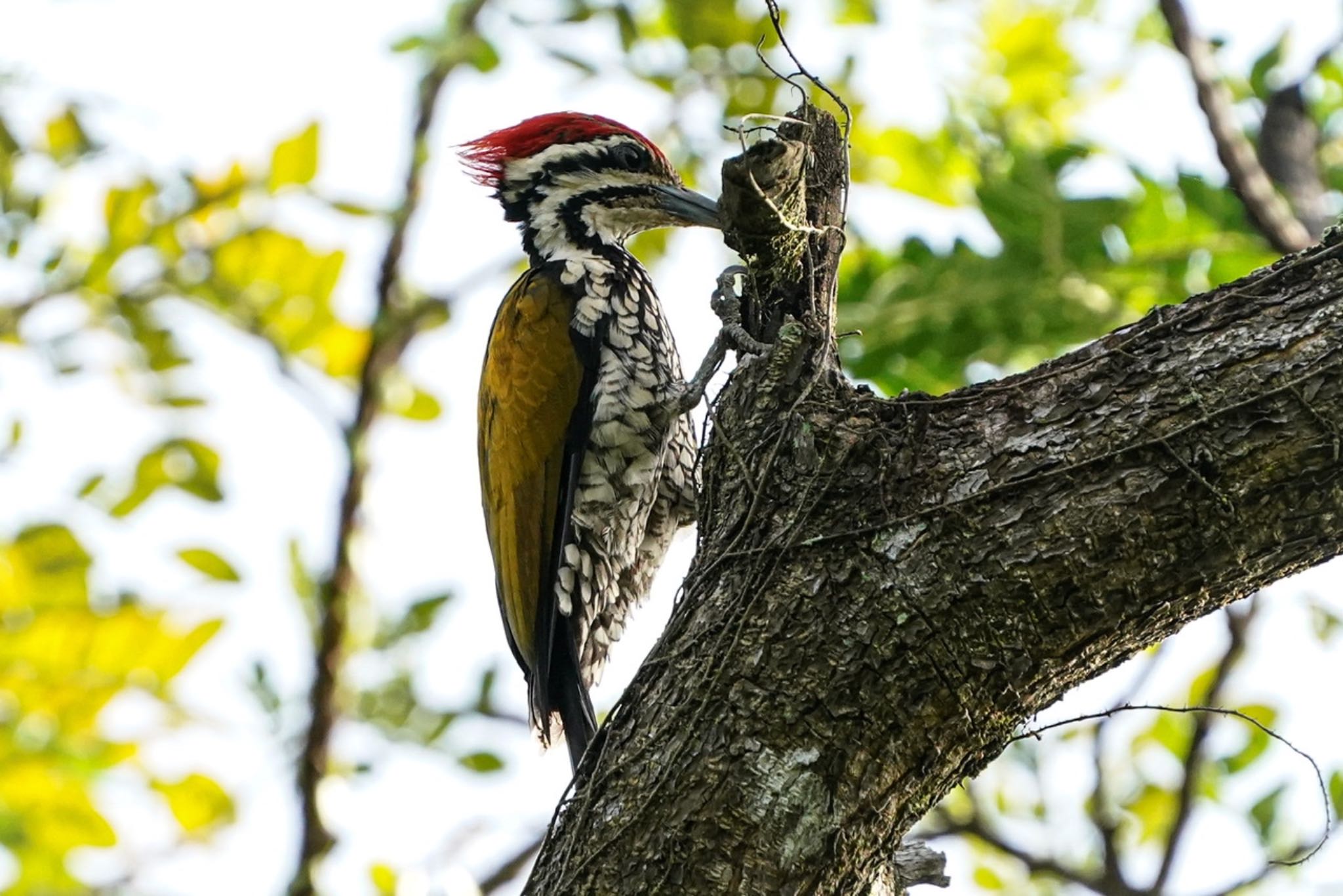 Photo of Common Flameback at Pasir Ris Park (Singapore) by T K