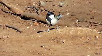 シジュウカラ 浅間山公園(府中市) 2020年12月31日(木)