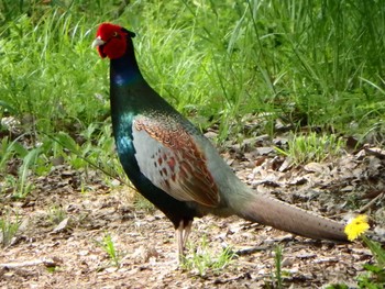 Green Pheasant Unknown Spots Wed, 4/20/2016