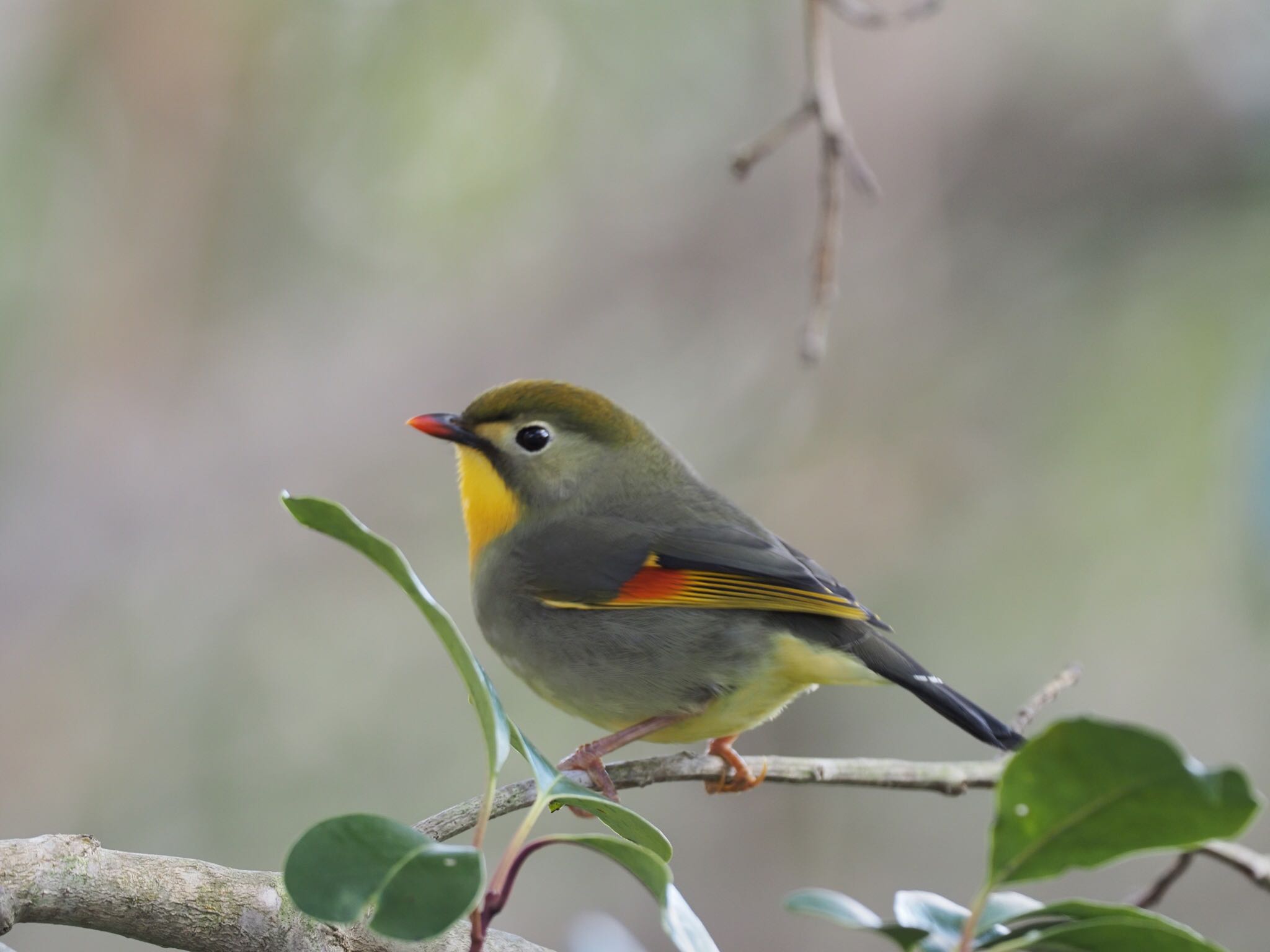 甲山森林公園 ソウシチョウの写真 by speedgame