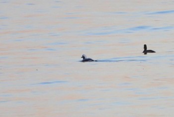 Long-tailed Duck 千葉県 Mon, 12/21/2020