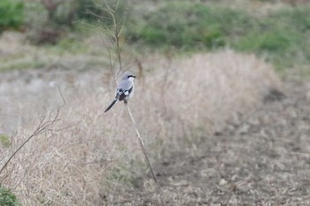 Chinese Grey Shrike 滋賀県 Sat, 2/29/2020