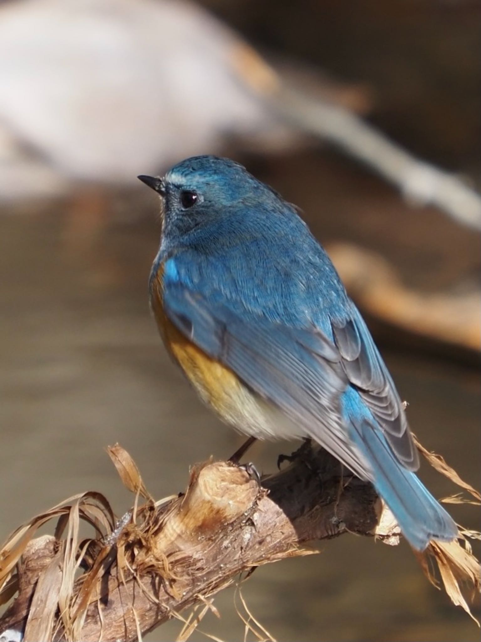 Photo of Red-flanked Bluetail at 太白山自然観察の森 by Yoshiro