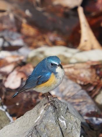 Red-flanked Bluetail 太白山自然観察の森 Sun, 1/31/2021