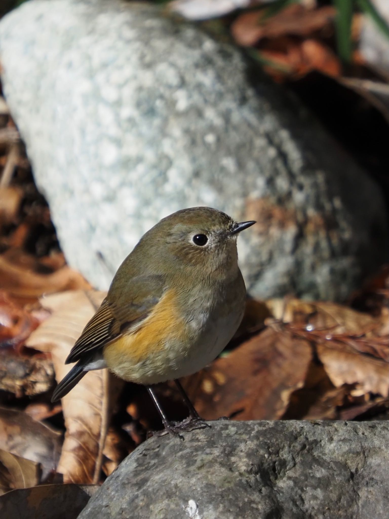 太白山自然観察の森 ルリビタキの写真 by Yoshiro