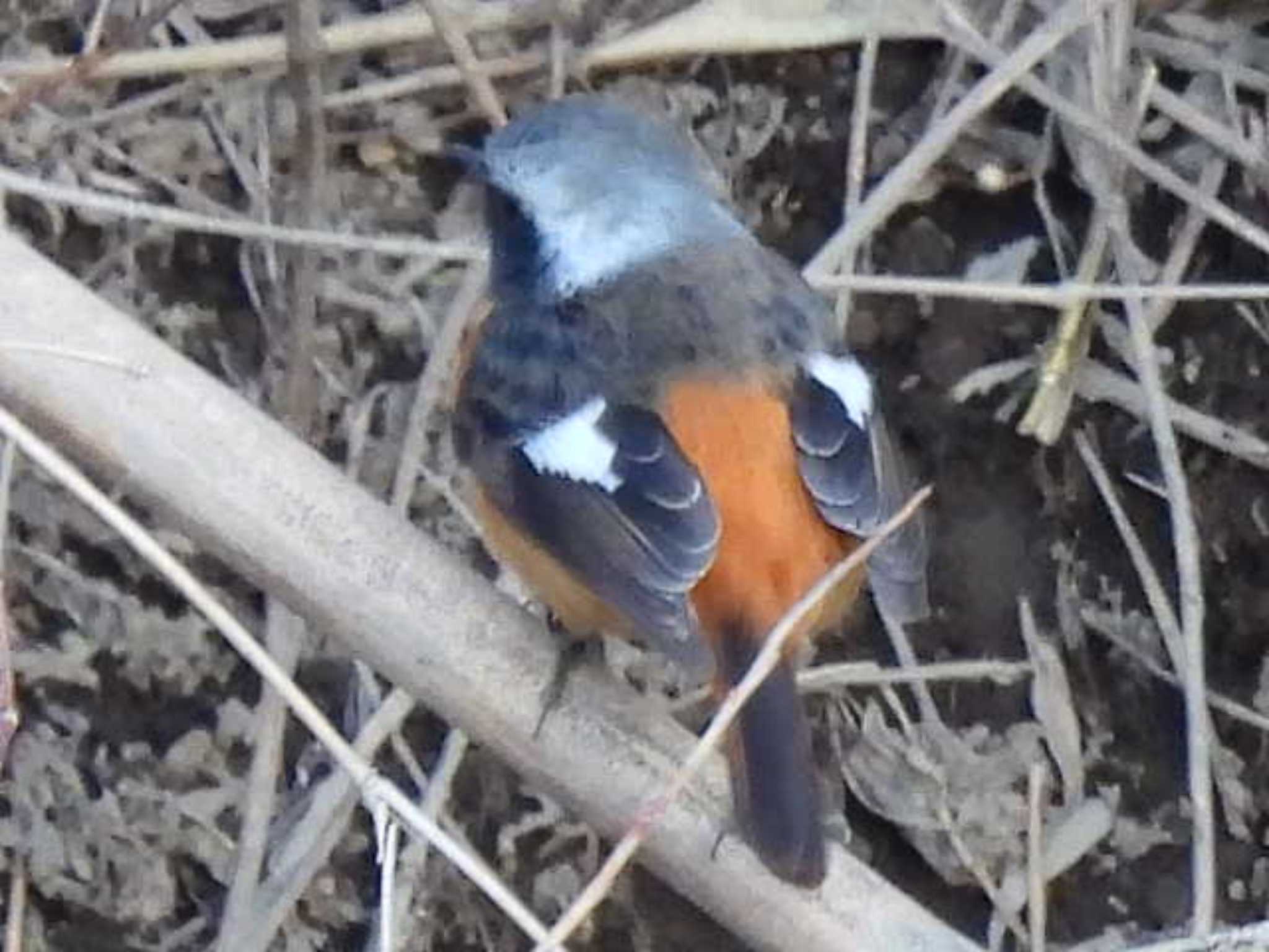 Photo of Daurian Redstart at 菅生沼 by スガユー
